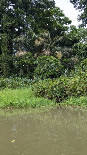 Raphia taedigera, photograph 4