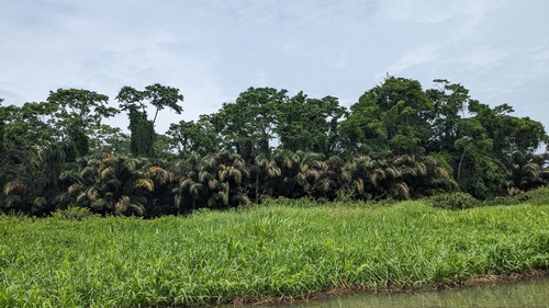 Raphia taedigera, photograph 3