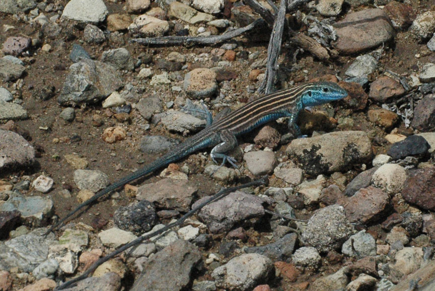 Little Striped Whiptail