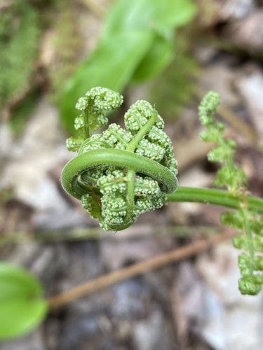 Dryopteris intermedia iNat (2)