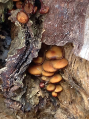 Kuehneromyces lignicola