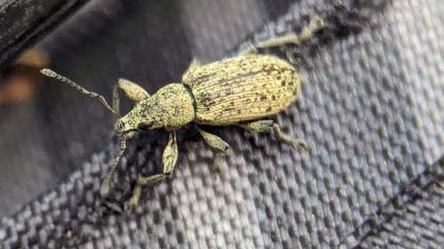 Deer Broad-nosed Weevil, Noordwijkerhout, Nederland, photo 5 of 10