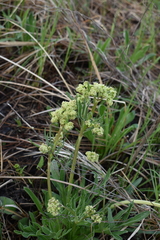 Valeriana edulis ciliata