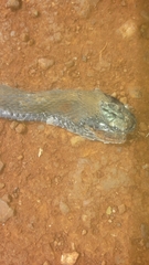 Dasypeltis