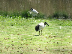 Threskiornis aethiopicus