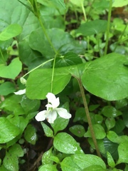 Viola striata