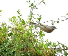 Curruca cantillans albistriata
