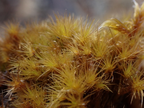 Schwarz's Swan-neck Moss (Campylopus gracilis)