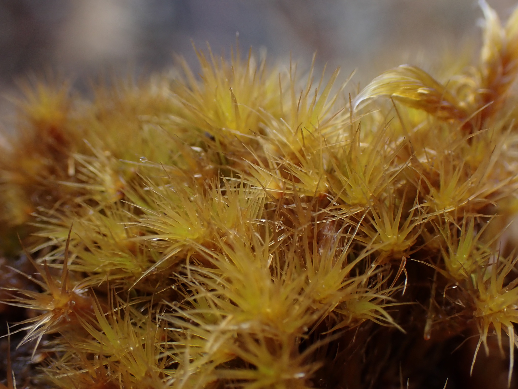 Campylopus gracilis