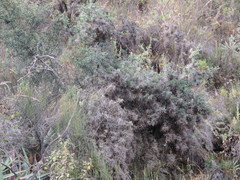 Berberis boliviana
