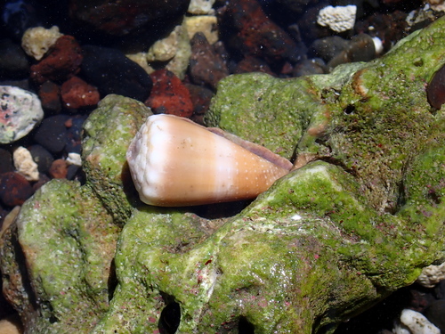 Conus lividus observed 2024-05-08