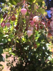 Arbutus × andrachnoides