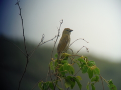 Saltator striatipectus