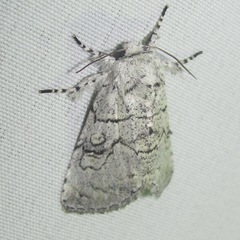 Charadra dispulsa