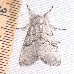 Charadra dispulsa