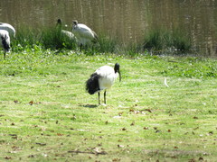 Threskiornis aethiopicus
