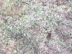 Berberis boliviana