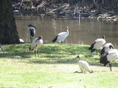 Threskiornis aethiopicus