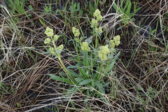 Valeriana edulis ciliata