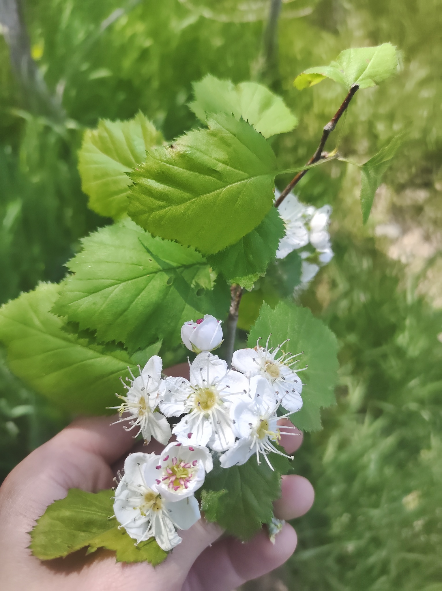 Crataegus magniflora