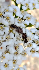 Nithecus jacobaeae