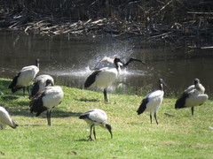 Threskiornis aethiopicus