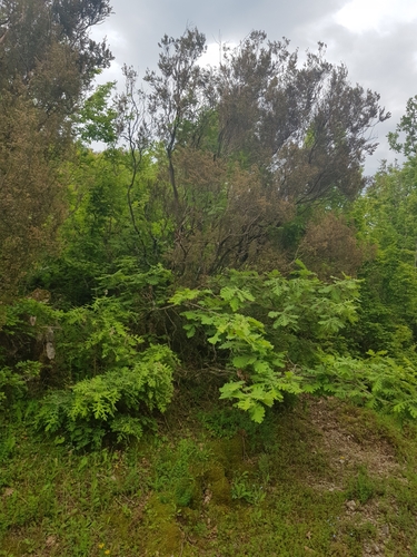 Image of Quercus frainetto by (c) Bastien Alegot, some rights reserved (CC BY)