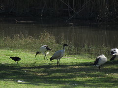Threskiornis aethiopicus