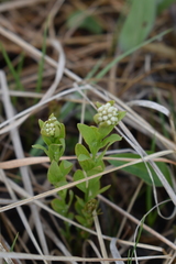 Comandra umbellata