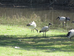 Threskiornis aethiopicus