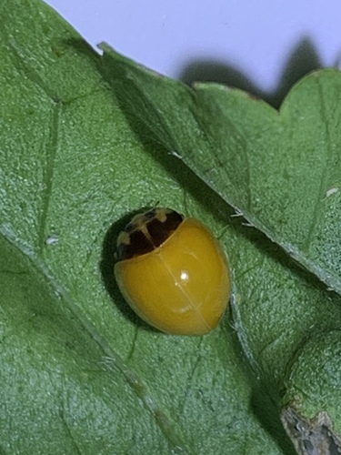 Variable Ladybird Beetle photo 5