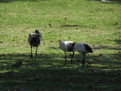 Threskiornis aethiopicus
