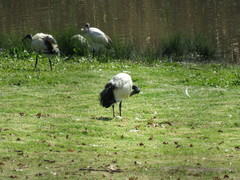 Threskiornis aethiopicus