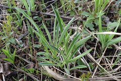 Valeriana edulis ciliata