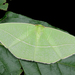 Tanaoctenia haliaria - Photo (c) Shipher (士緯) Wu (吳), μερικά δικαιώματα διατηρούνται (CC BY-NC-SA)