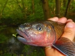 Fallfish photo 1