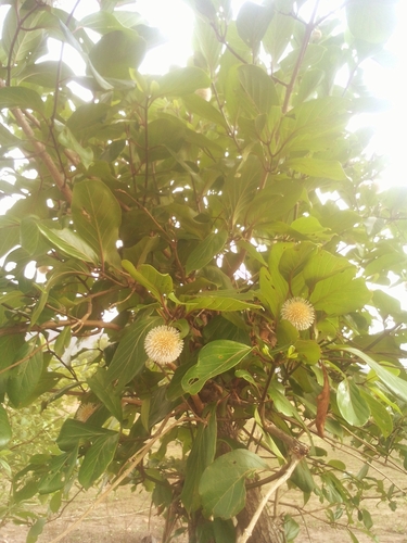 African peach