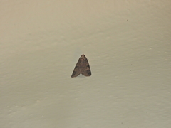 Melipotis agrotoides