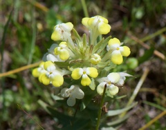 Castilleja campestris