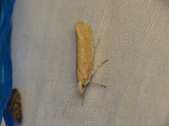 Ypsolopha