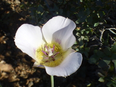 Calochortus ambiguus