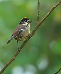 Atlapetes leucopterus