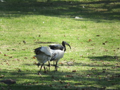 Threskiornis aethiopicus