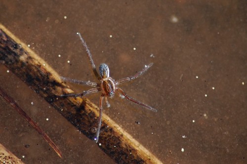 pirate wolf spiders