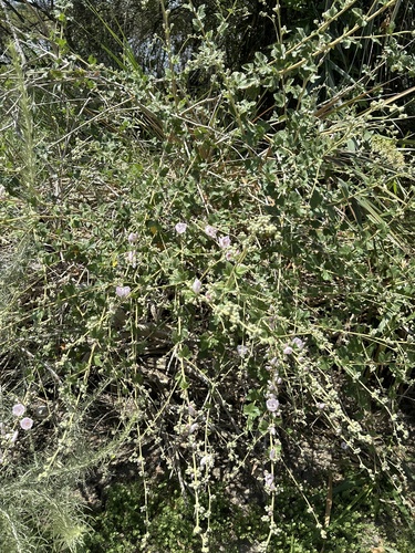 iNaturalist observation photo of southern coastal bushmallow