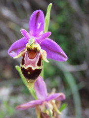 Ophrys heldreichii