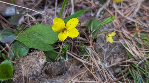 Image of Viola orbiculata by no rights reserved