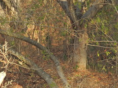 Callipepla douglasii