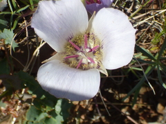 Calochortus ambiguus
