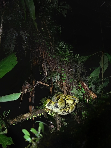 Peruvian Forest Pit Viper